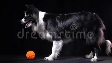 一只黑白两色的狗在指挥球附近躺下